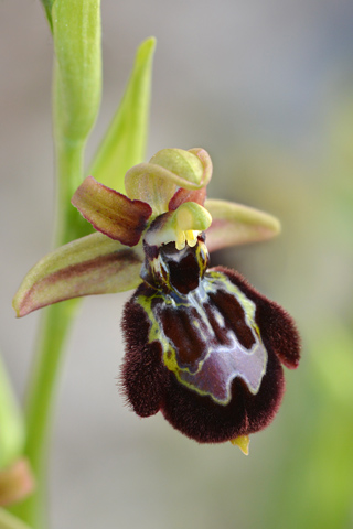Ophrys passionis x speculum