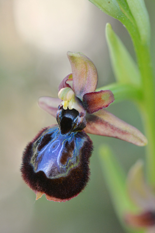 Ophrys passionis x speculum