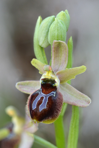 Ophrys passionis x splendida