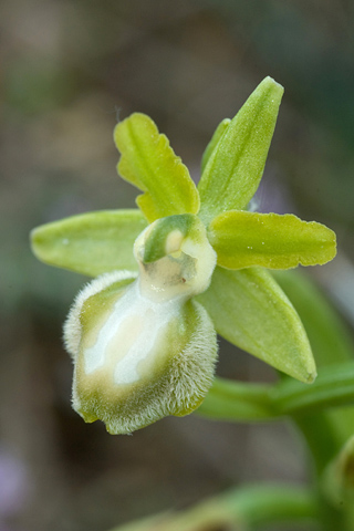 Ophrys passionis hypochrome