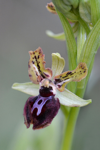 Ophrys passionis lusus