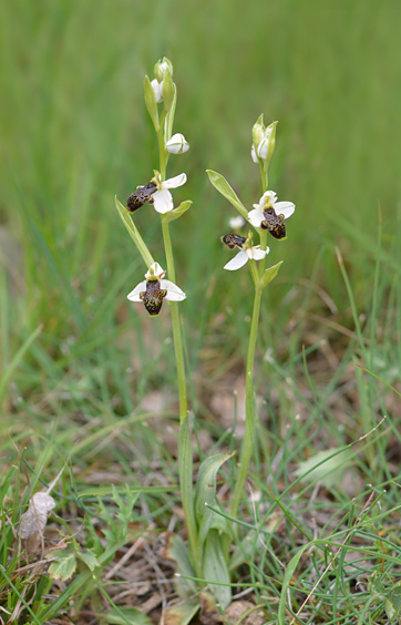 Ophrys philippi