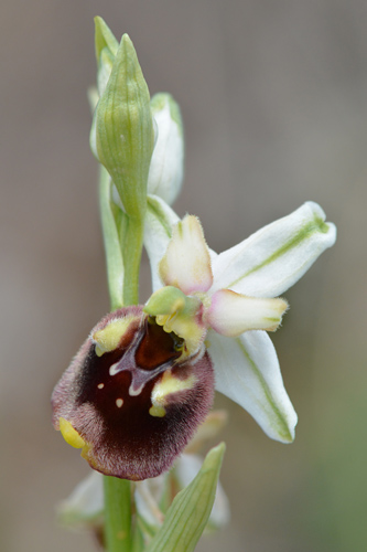 Ophrys pinguis