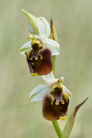 Ophrys pinguis