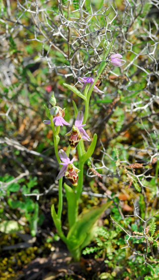 Ophrys heterochila