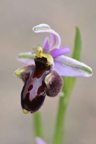 Ophrys aurelia x pseudoscolopax