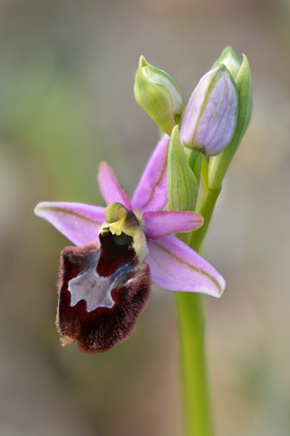 Ophrys aurelia x pseudoscolopax