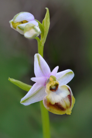 Ophrys pseudoscolopax