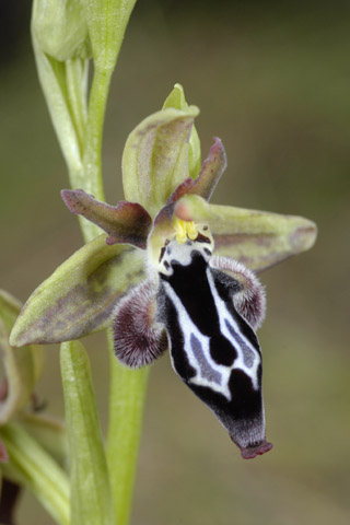 Ophrys cretica x reinholdii