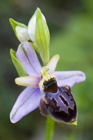 Ophrys aveyronensis x passionis