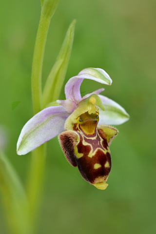 Ophrys aegirtica x scolopax