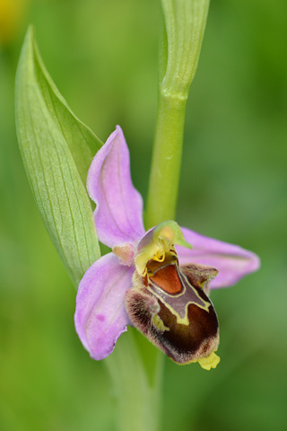 Ophrys apifera x scolopax