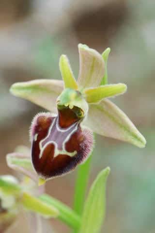 Ophrys araneola x scolopax