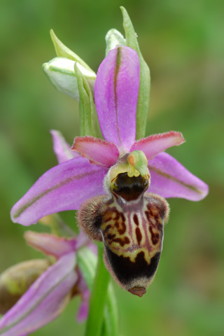 Ophrys aveyronensis x scolopax