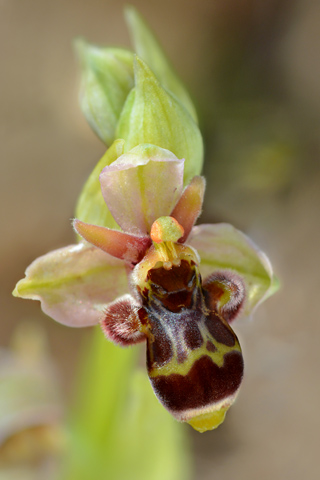 Ophrys bombyliflora x scolopax 