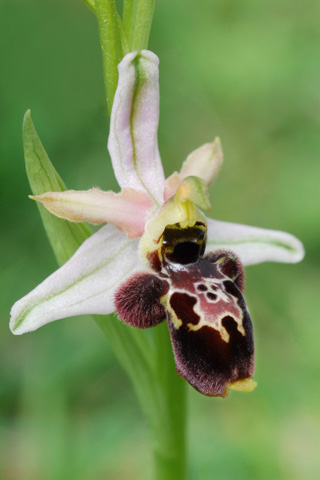 Ophrys castellana x scolopax