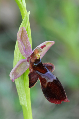 Ophrys insectifera x scolopax 