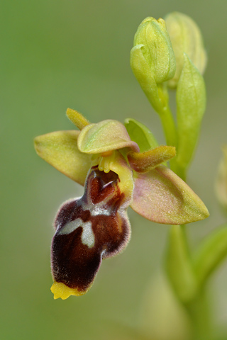 Ophrys lutea x scolopax
