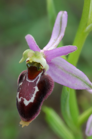 Ophrys magniflora x scolopax