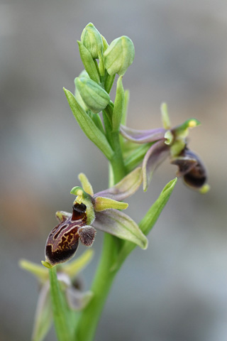 Ophrys occidentalis x scolopax