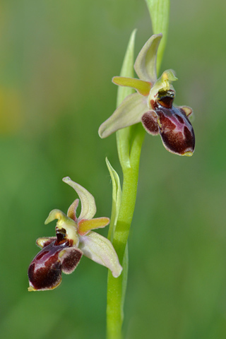 Ophrys passionis x scolopax