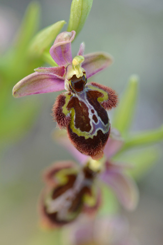 Ophrys scolopax x speculum