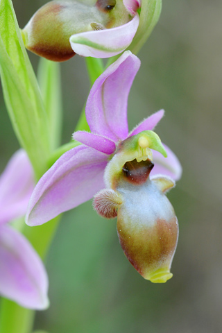 Ophrys scolopax lusus