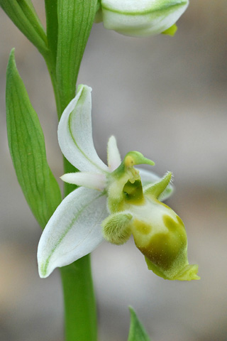 Ophrys scolopax lusus