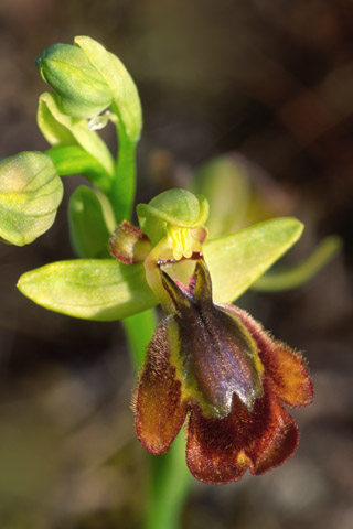 Ophrys sicula x speculum