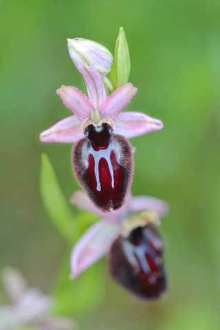 Ophrys incubacea x sipotensis