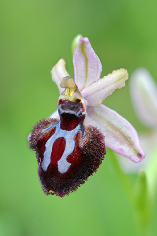 Ophrys incubacea x sipotensis