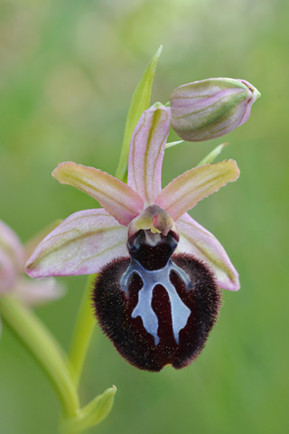 Ophrys sipontensis