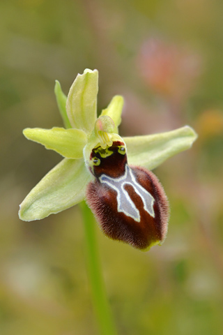 Ophrys provincialis x splendida