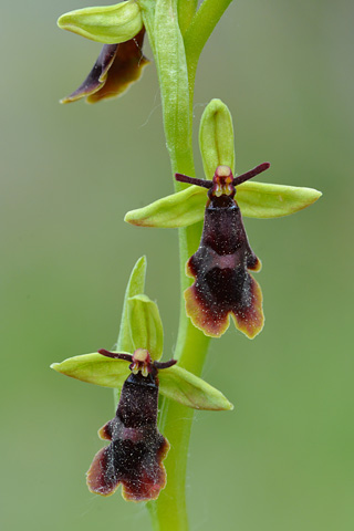 Ophrys insectifera x subinsectifera