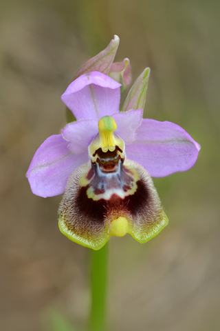 Ophrys tardans