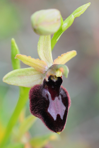 Ophrys bertolonii x tarentina