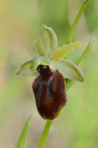 Ophrys tarentina