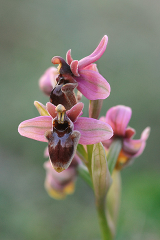 Ophrys bombyliflora x tenthredinifera