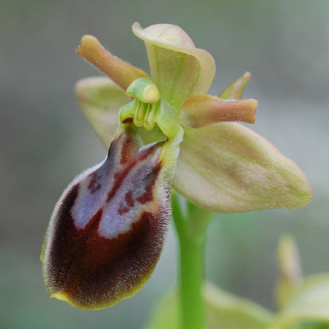 Ophrys forestieri x tenthredinifera