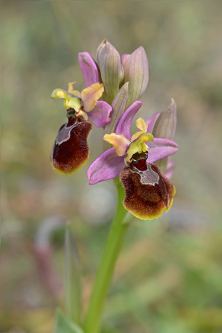 Ophrys occidentalis x tenthredinifera