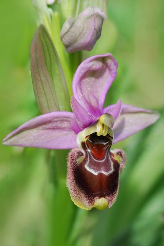 Ophrys scolopax x tenthredinifera