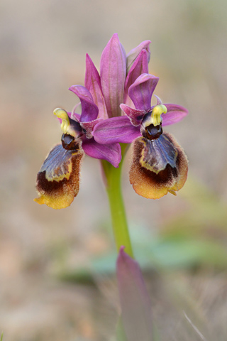 Ophrys speculum x tenthredinifera