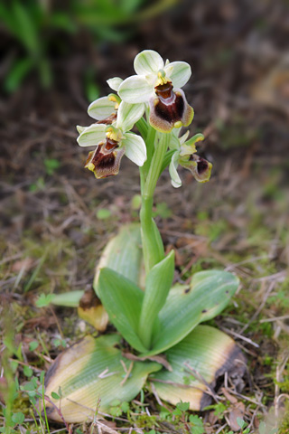 Ophrys tenthredinifera hypochrome