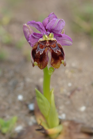 Ophrys tenthredinifera lusus
