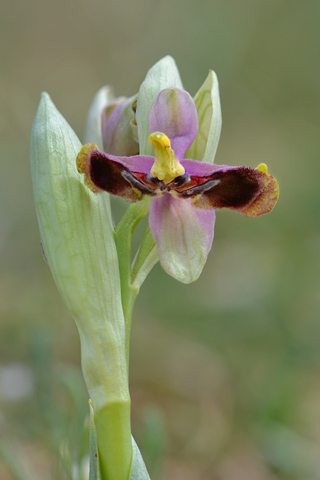 Ophrys tenthredinifera lusus