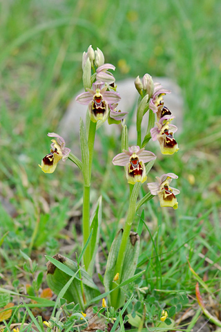 Ophrys attica x ulyssea