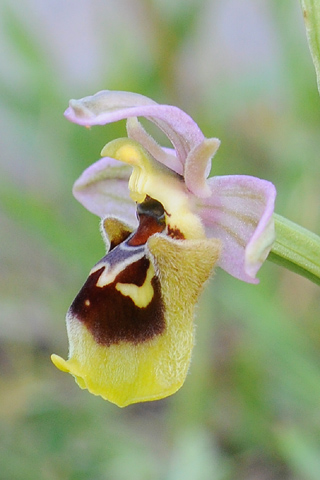 Ophrys attica x ulyssea