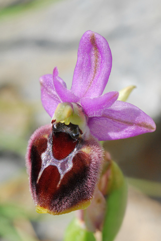 Ophrys ferrum-equinum x ulyssea