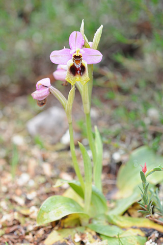 Ophrys ulyssea