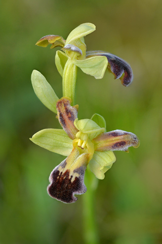 Ophrys vasconica